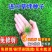 草坪种子多年生四季青马尼拉百慕大地毯草可以四季种子包发芽