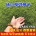 草坪种子多年生四季青马尼拉百慕大地毯草可以四季种子包发芽
