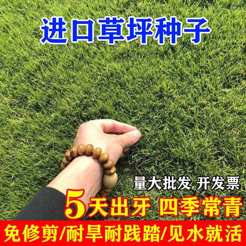 草坪种子多年生四季青马尼拉百慕大地毯草可以四季种子包发芽