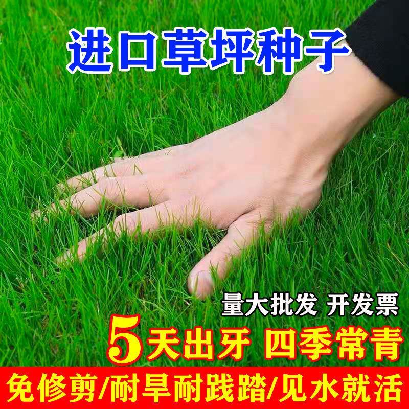 草坪种子多年生四季青马尼拉百慕大地毯草可以四季种子包发芽