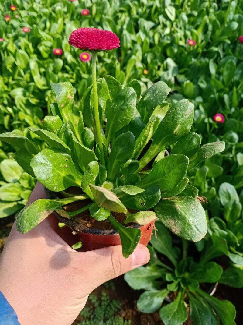 山东青州雏菊，基地直发可视频看货量大价优