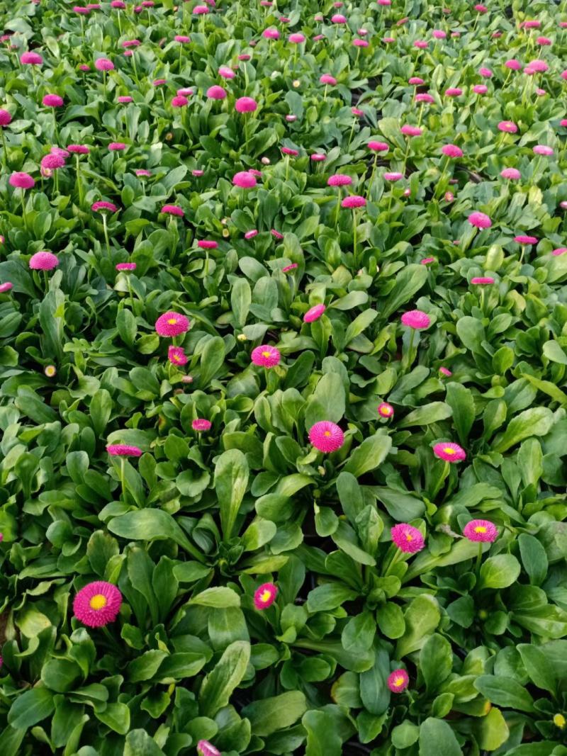 山东青州雏菊，基地直发可视频看货量大价优
