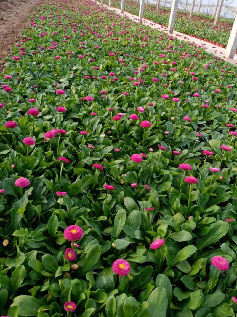 山东青州雏菊，基地直发可视频看货量大价优