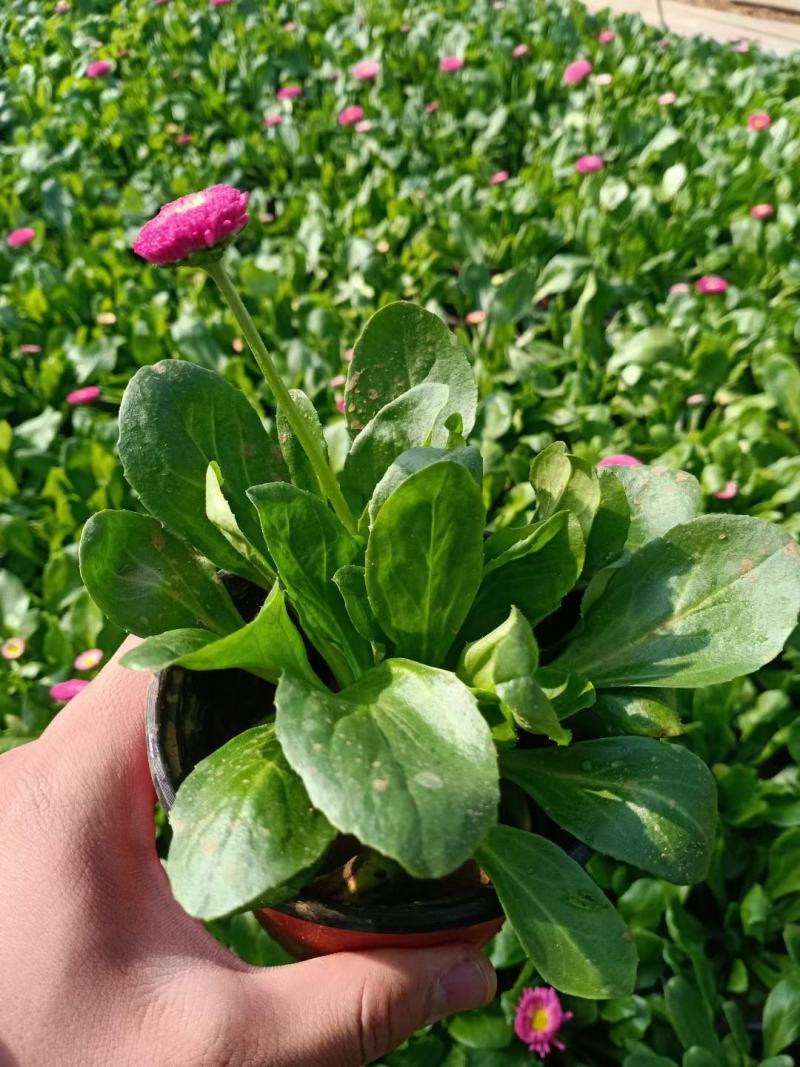 山东青州雏菊，基地直发可视频看货量大价优