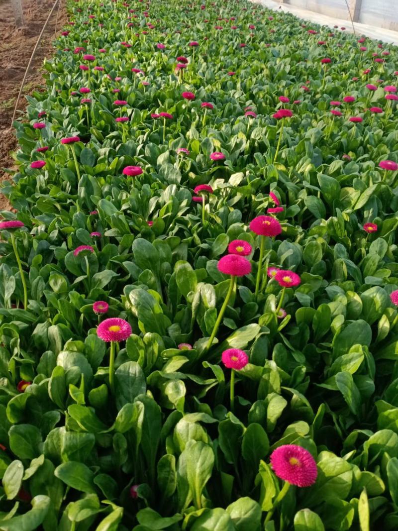山东青州雏菊，基地直发可视频看货量大价优