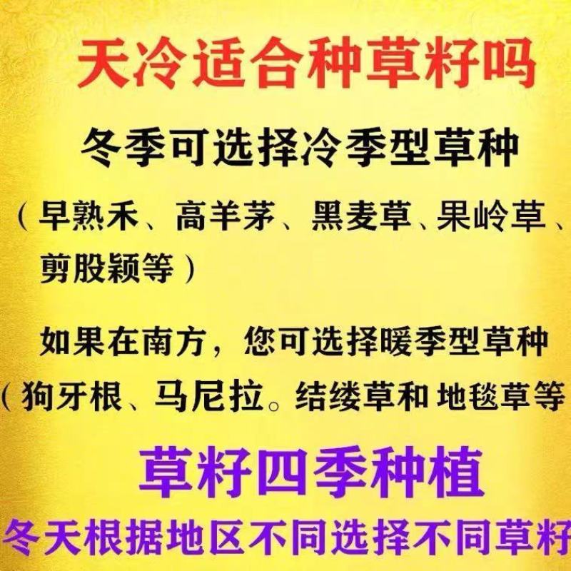 进口狗牙根草坪种子巴根草种籽四季常青护坡固土草籽耐旱