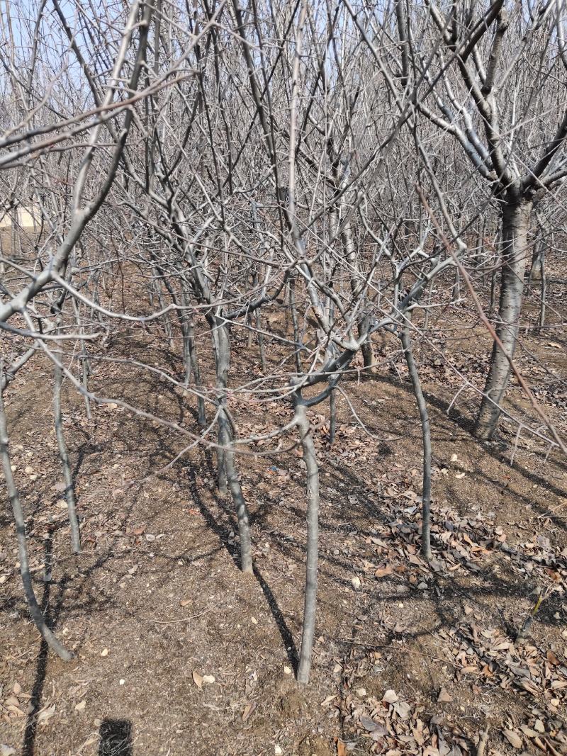 基地直供，量大从优，海棠，占地绿化都行，