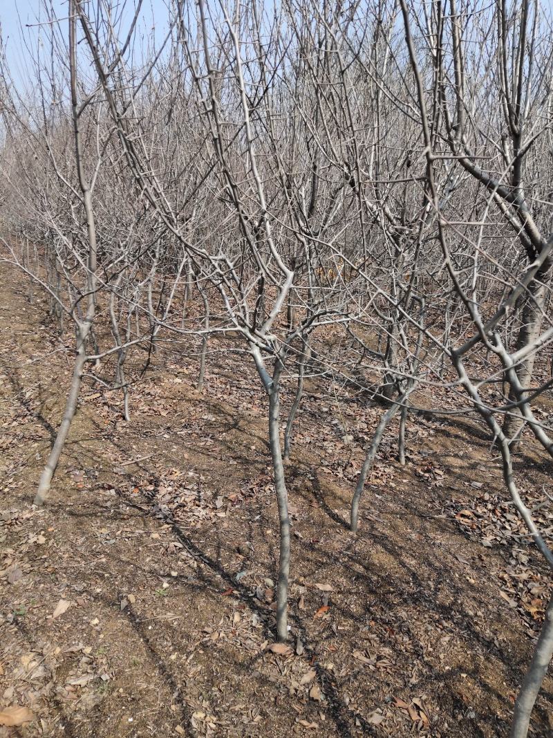 基地直供，量大从优，海棠，占地绿化都行，
