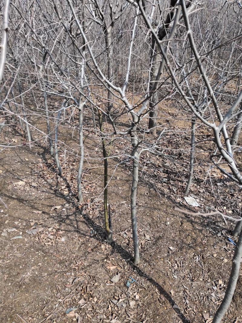 基地直供，量大从优，海棠，占地绿化都行，