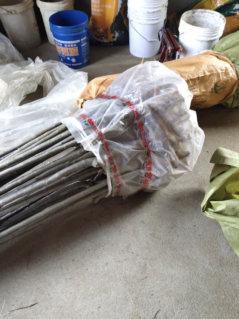 基地直供，量大从优，海棠，占地绿化都行，