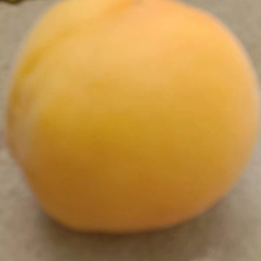 陕西丰园红凯特杏金寿杏，凯特杏酸甜可口产地直供欢迎咨询