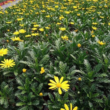 黄金菊、黄晶菊、木春菊基地直发可视频看货量大价优