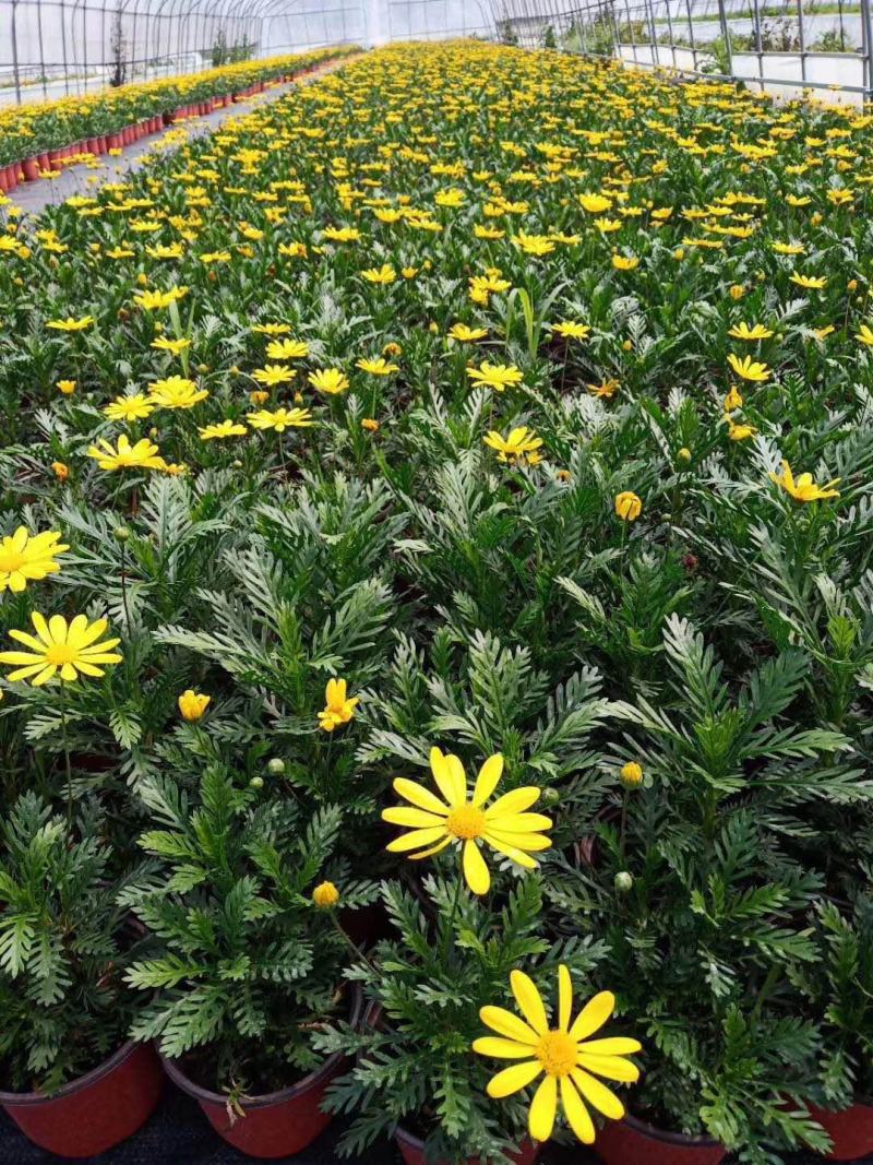黄金菊、黄晶菊、木春菊基地直发可视频看货量大价优
