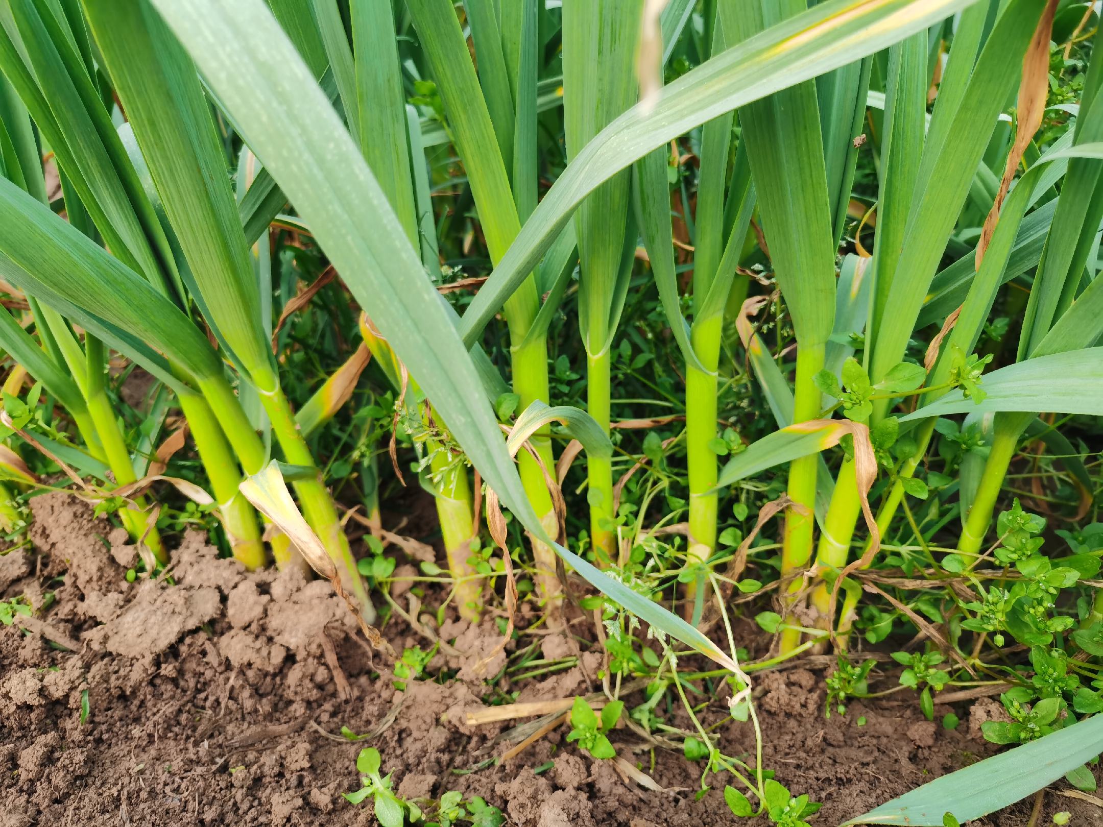 红根蒜苗种植前的土壤准备现场图