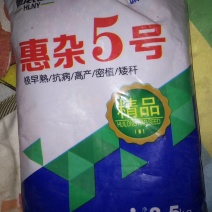 高粱种子惠杂5号高粱种子酿酒用红高粱种子高产新品种