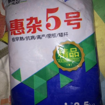 高粱种子惠杂5号高粱种子酿酒用红高粱种子高产新品种