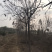 地头装车8公分北栾精品发帽10公分北栾苗圃直供
