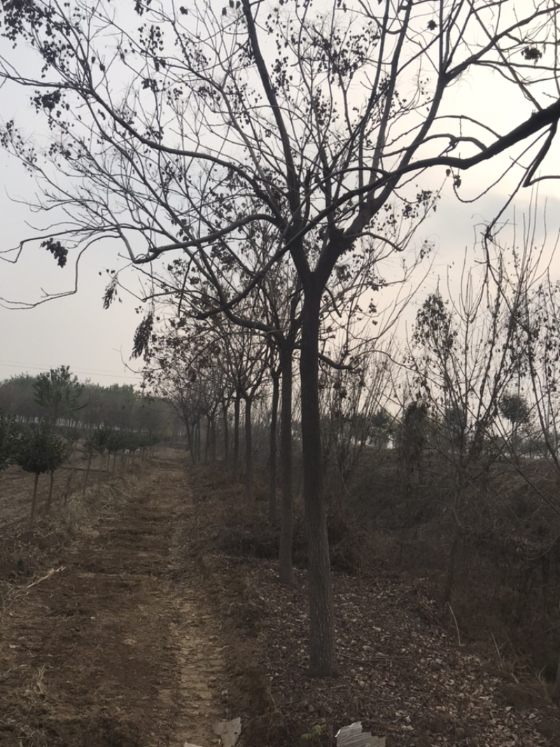 地头装车8公分北栾精品发帽10公分北栾苗圃直供