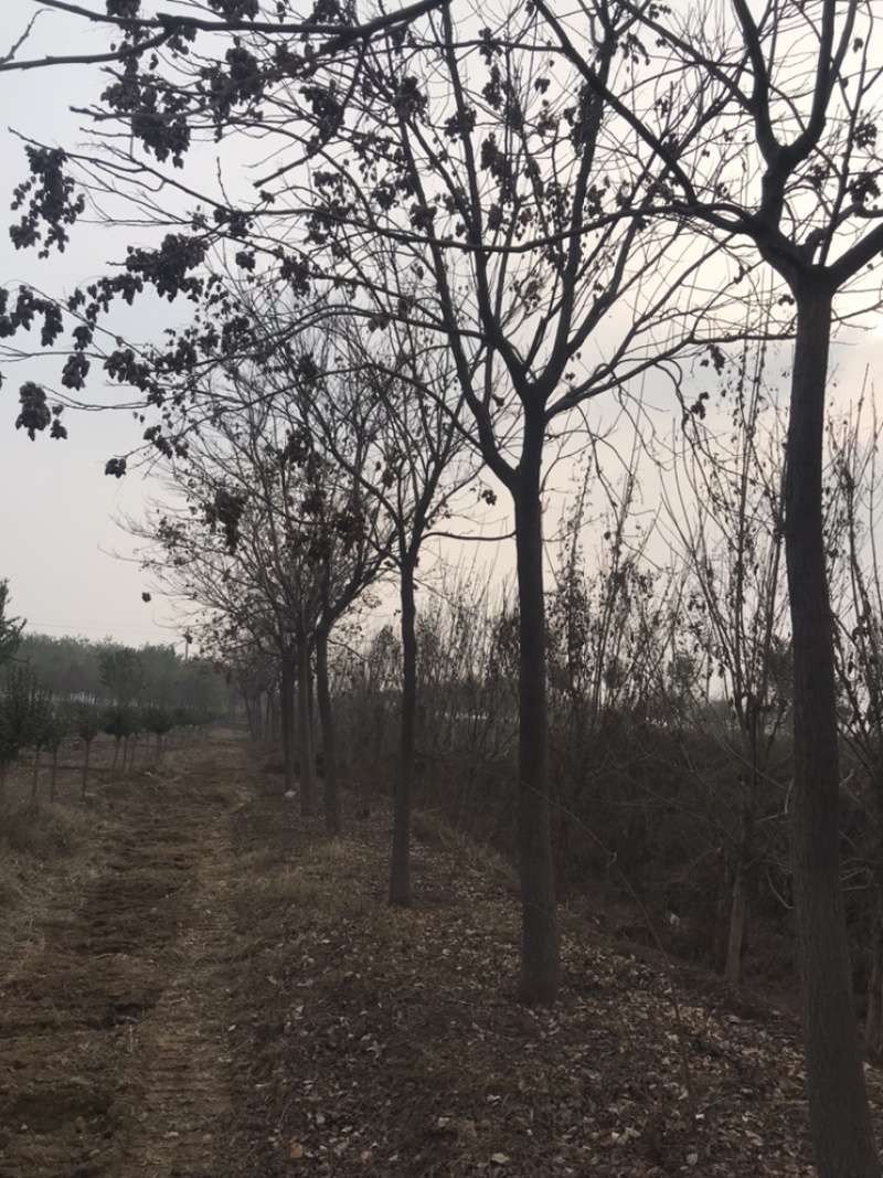 地头装车8公分北栾精品发帽10公分北栾苗圃直供