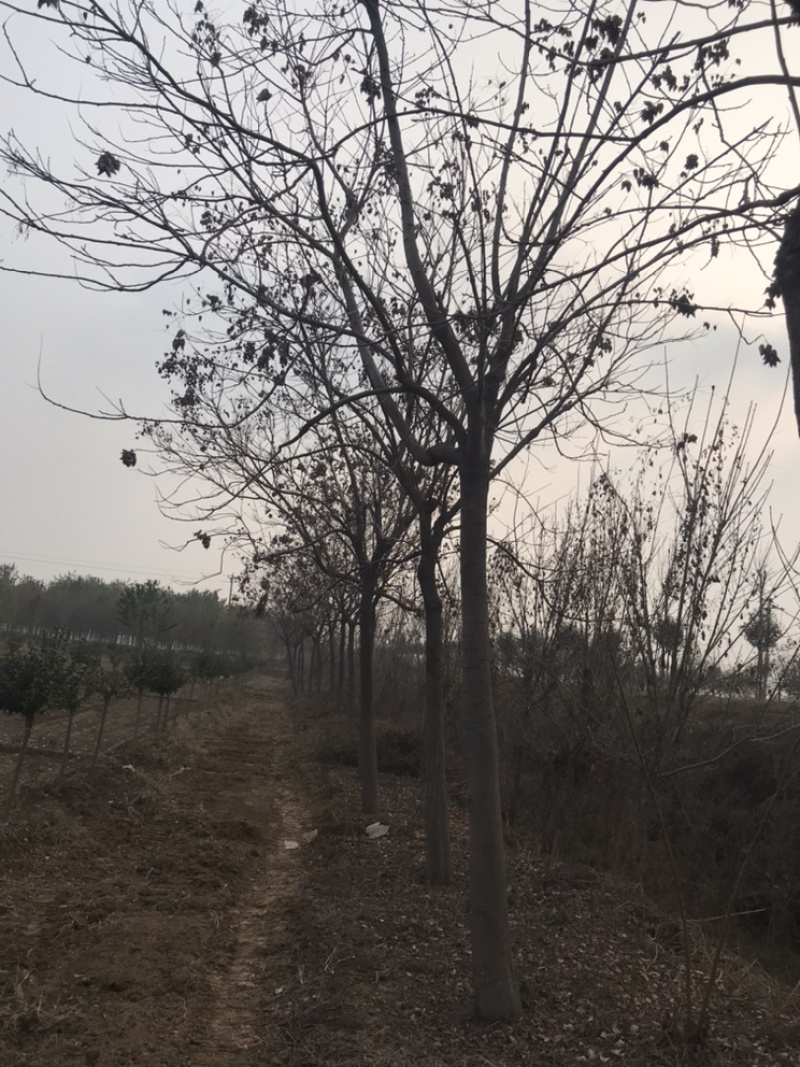 地头装车8公分北栾精品发帽10公分北栾苗圃直供