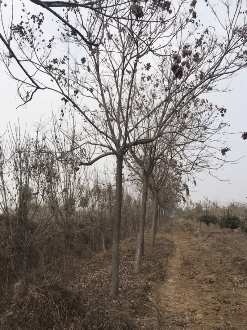 地头装车8公分北栾精品发帽10公分北栾苗圃直供