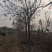 地头装车8公分北栾精品发帽10公分北栾苗圃直供