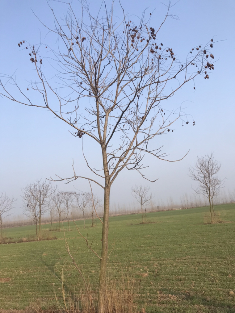 地头装车8公分北栾精品发帽10公分北栾苗圃直供