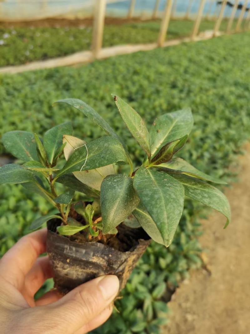 宿根福禄考艳色亮丽质量可靠