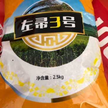早熟笤帚高粱品种左帚3号帚用高粱新品种子