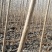 107速生杨当年苗，1-3公分，2-5米，