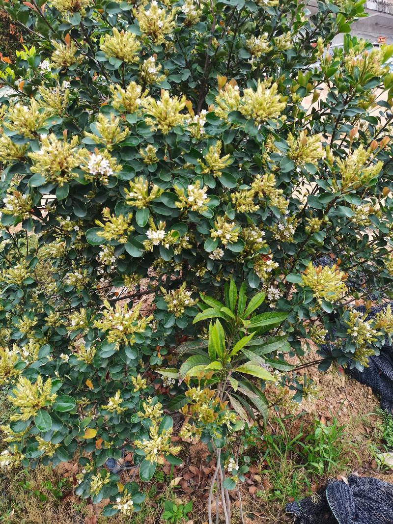 自家种植基地，量大从优，车轮梅优质胎苗20公分以上