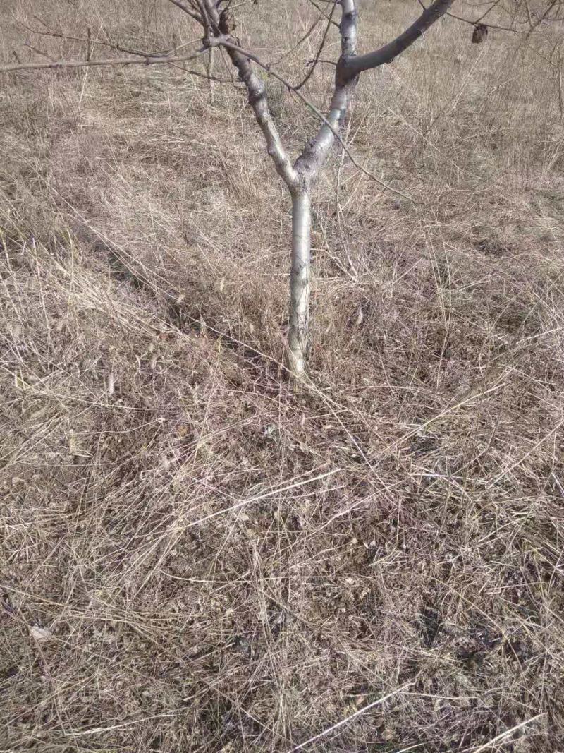 大量出售3公分桃树，占地建园匀可，品质优良