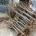 大量出售3公分桃树，占地建园匀可，品质优良
