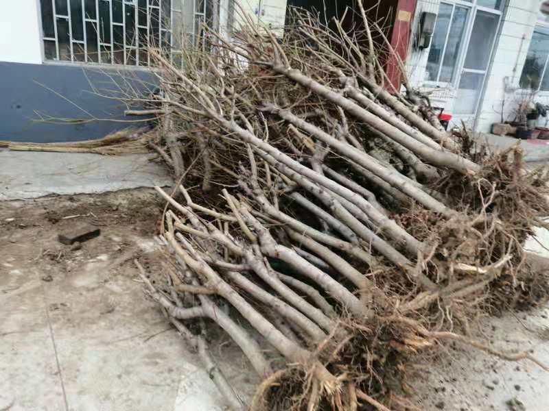 大量出售3公分桃树，占地建园匀可，品质优良