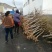 大量出售3公分桃树，占地建园匀可，品质优良