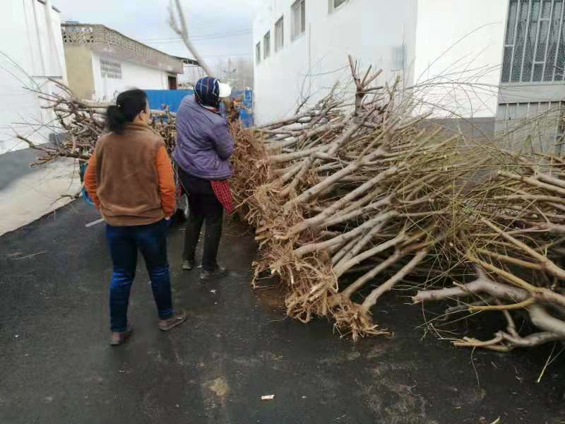大量出售3公分桃树，占地建园匀可，品质优良