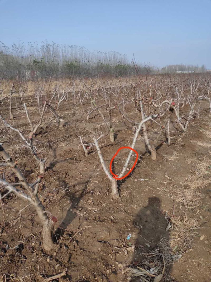 大量出售3公分桃树，占地建园匀可，品质优良