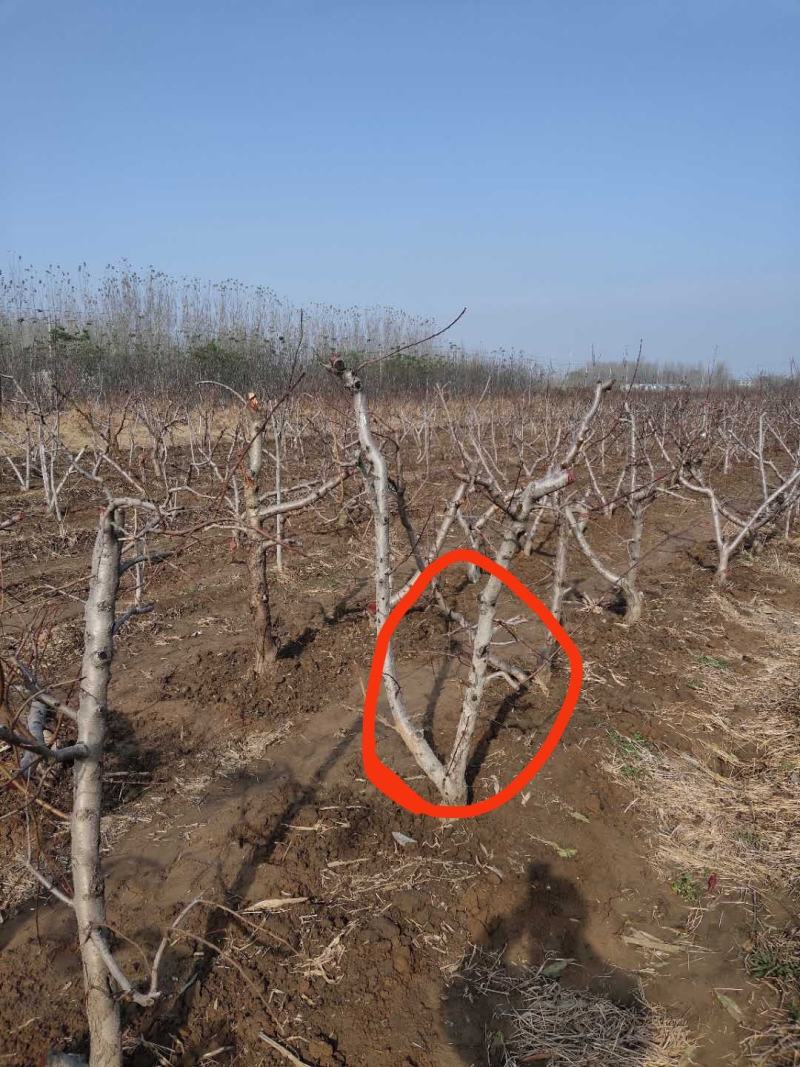 大量出售3公分桃树，占地建园匀可，品质优良