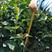 自家种植基地，量大从优，油茶30---50公分高，油茶树