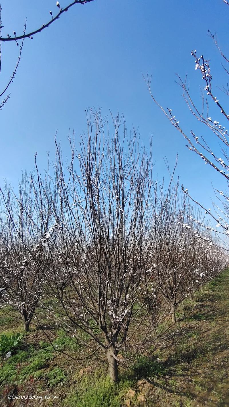 河南基地自产自销精品低分支红叶李10--——15公分