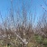 河南基地自产自销精品低分支红叶李10--——15公分