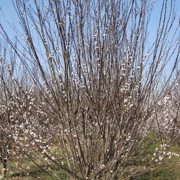 河南基地自产自销精品低分支红叶李10--——15公分