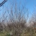 河南基地自产自销精品低分支红叶李10--——15公分