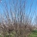 河南基地自产自销精品低分支红叶李10--——15公分