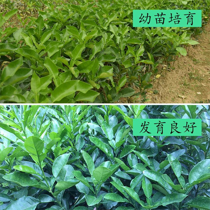 广西容县沙田柚树苗嫁接苗真真正正广西容县产地发货