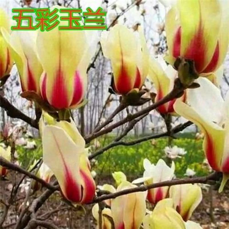 玉兰树苗。白玉兰，黄玉兰紫玉兰。红玉兰。