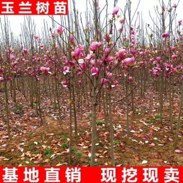 玉兰树苗。白玉兰,黄玉兰紫玉兰。红玉兰。