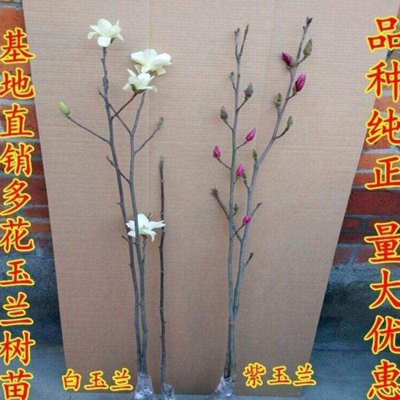 玉兰树苗。白玉兰，黄玉兰紫玉兰。红玉兰。
