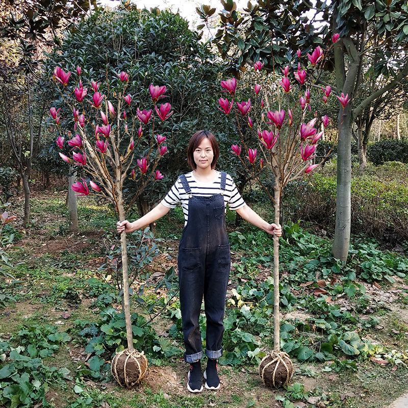 玉兰树苗。白玉兰，黄玉兰紫玉兰。红玉兰。