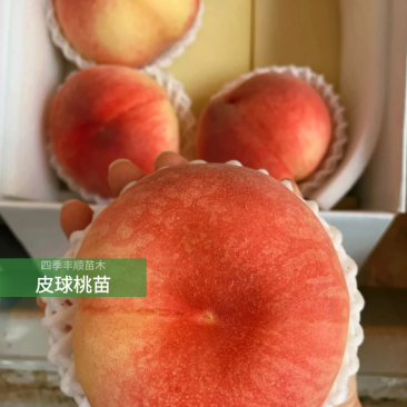 【原产地】桃树苗皮球桃子苗龙泉驿原产地出口级品种